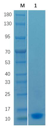 Reducing 12% SDS-PAGE analysis profile of purified Pollen Allergen (CBB stained).